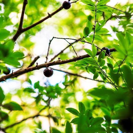 Pousada Palmeira Imperial Paraty Ngoại thất bức ảnh