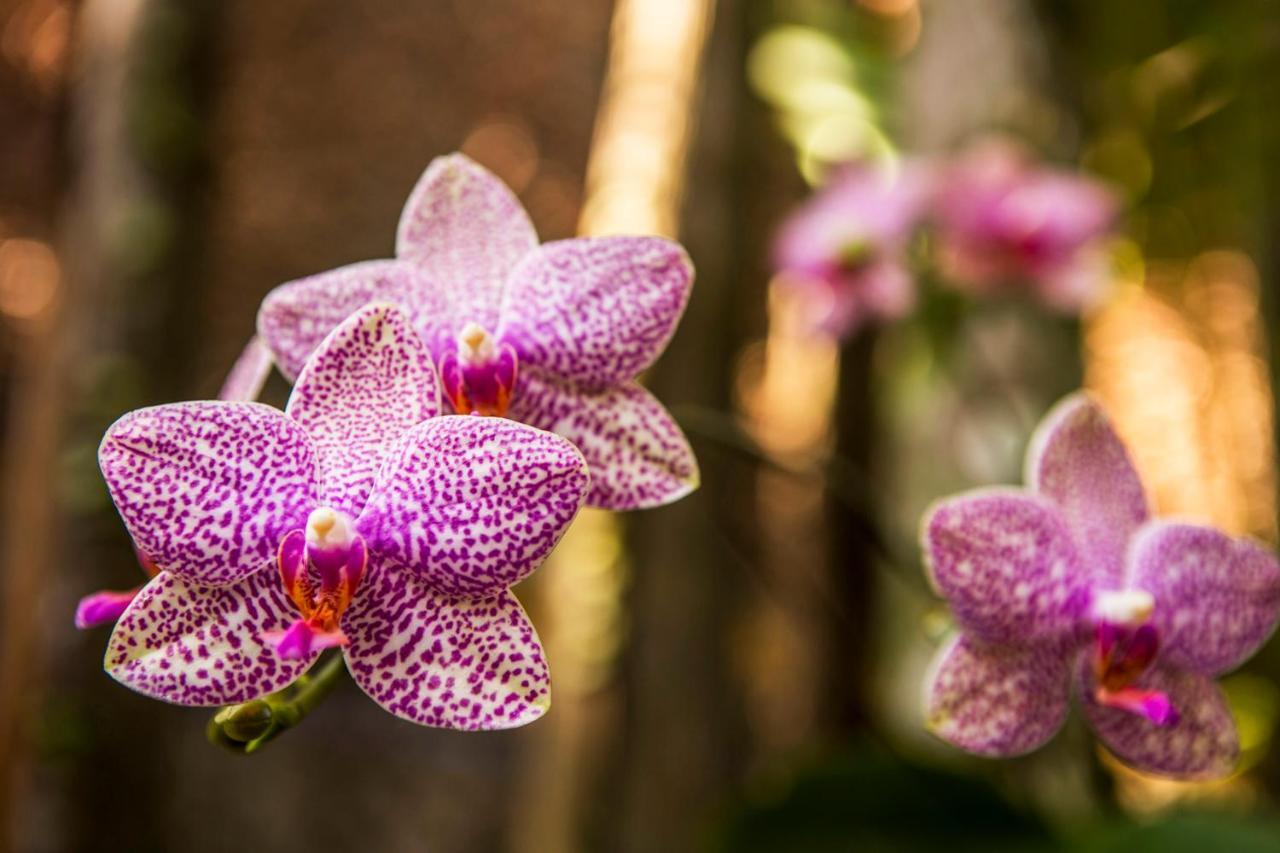 Pousada Palmeira Imperial Paraty Ngoại thất bức ảnh