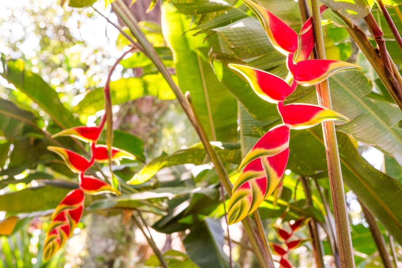 Pousada Palmeira Imperial Paraty Ngoại thất bức ảnh