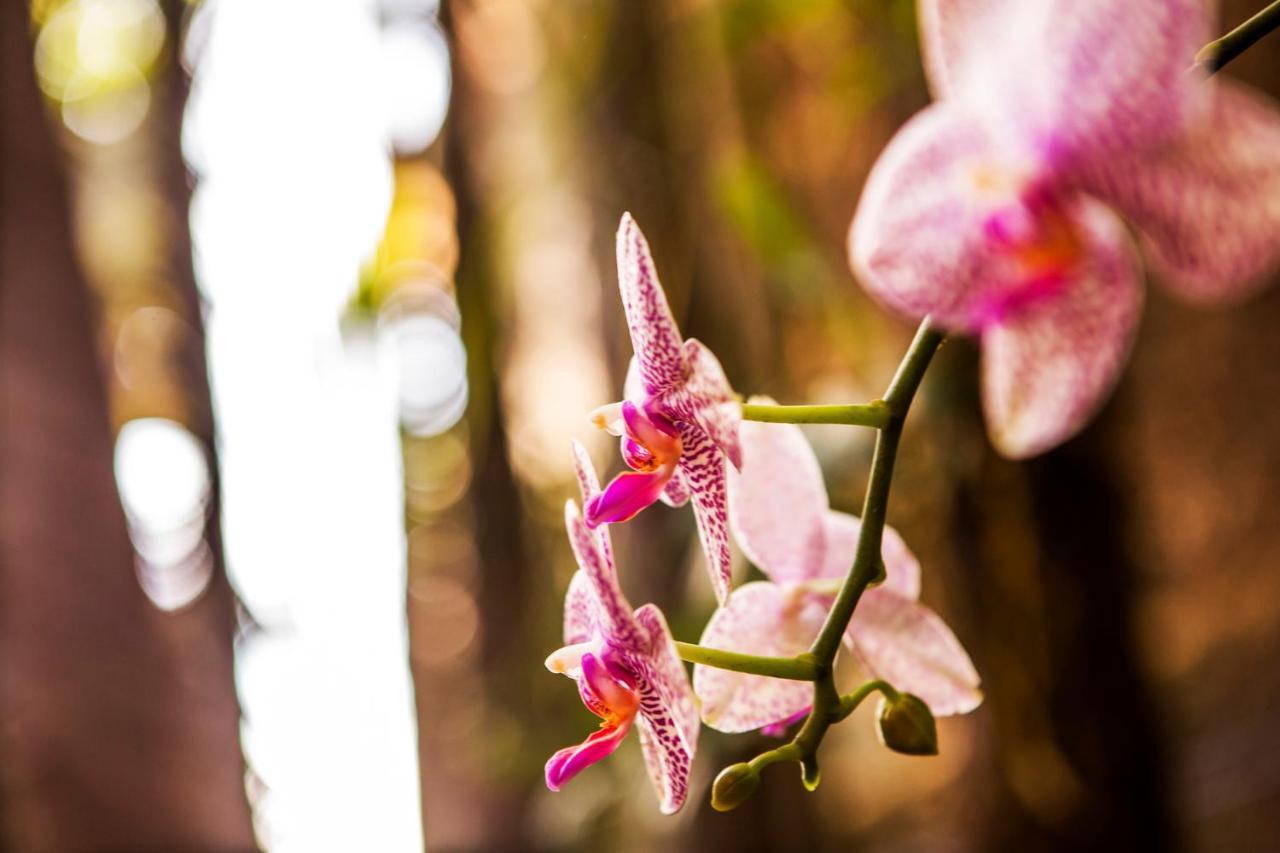 Pousada Palmeira Imperial Paraty Ngoại thất bức ảnh