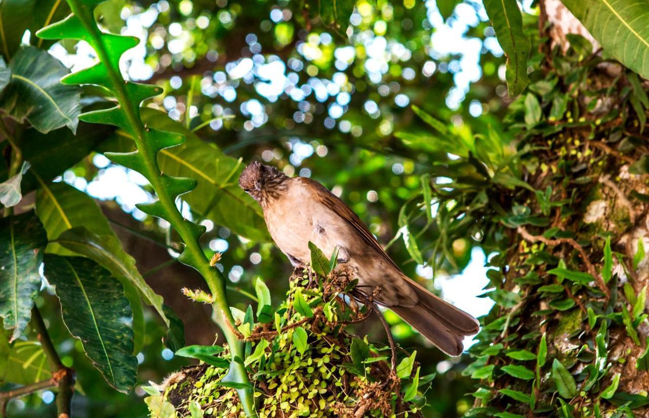 Pousada Palmeira Imperial Paraty Ngoại thất bức ảnh