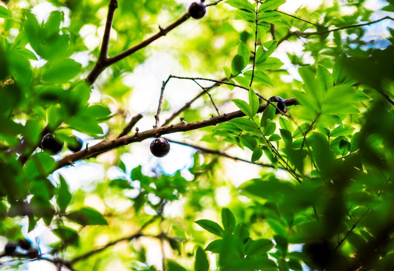 Pousada Palmeira Imperial Paraty Ngoại thất bức ảnh